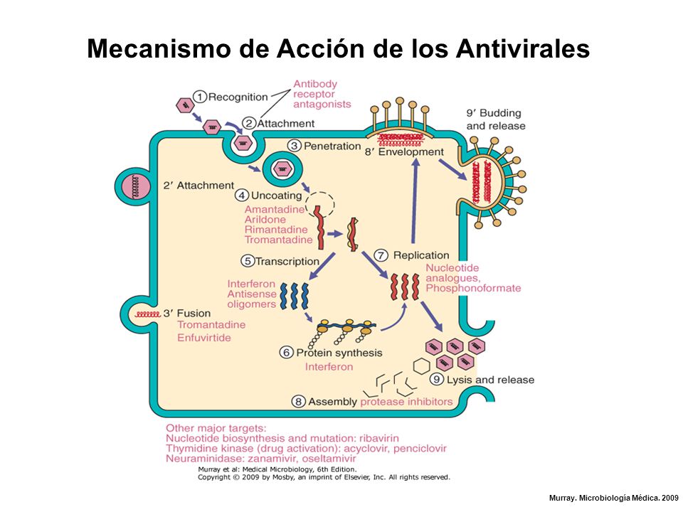 Mecanismo de Acción de los Antivirales