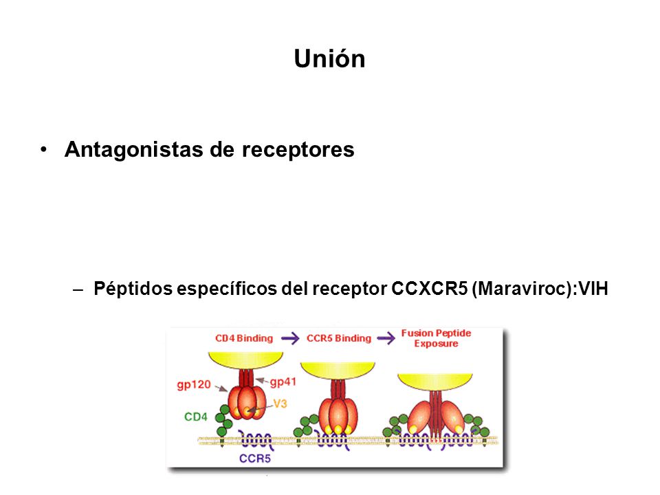 Unión Antagonistas de receptores
