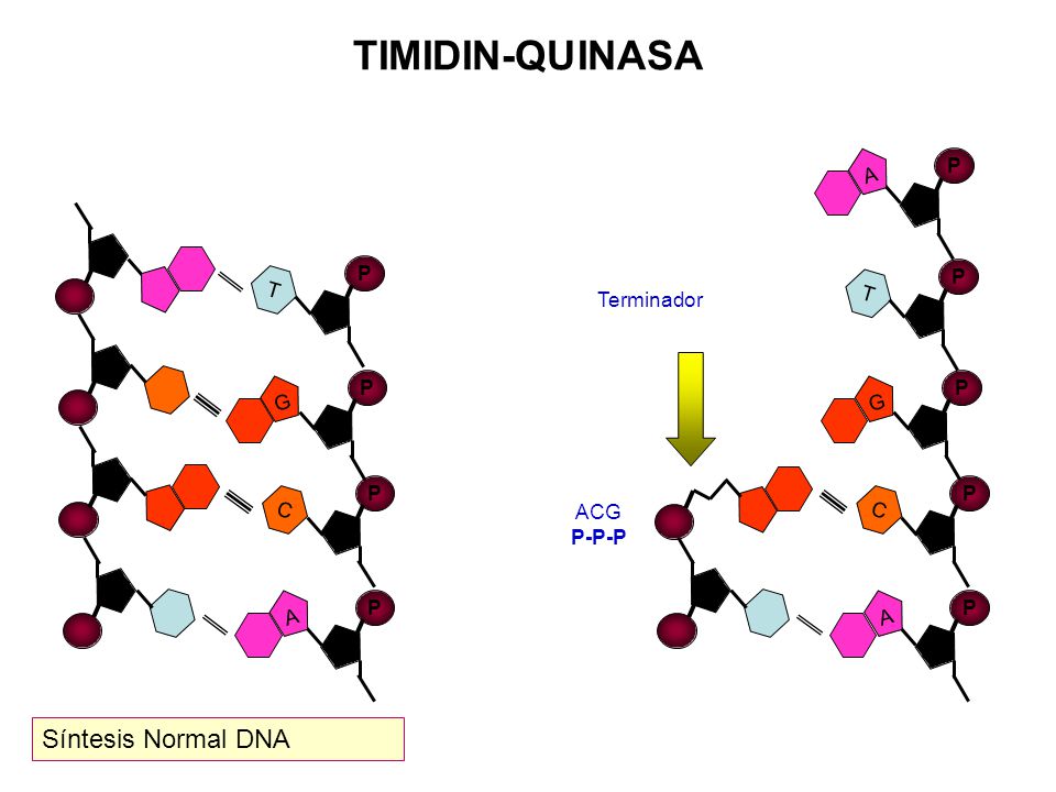 TIMIDIN-QUINASA Síntesis Normal DNA P A T P T P Terminador P G P G