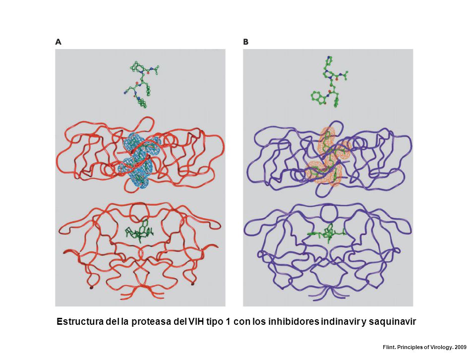 Estructura del la proteasa del VIH tipo 1 con los inhibidores indinavir y saquinavir