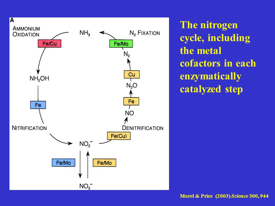 The nitrogen cycle, including the metal cofactors in each enzymatically catalyzed step