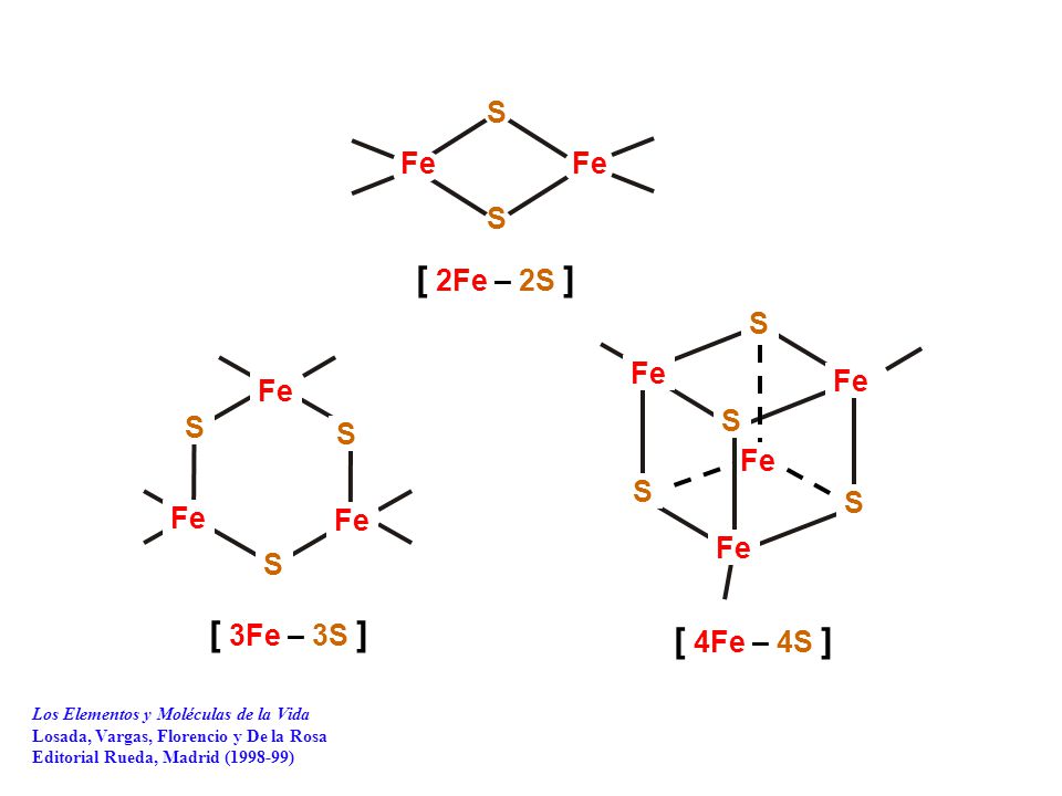 [ 2Fe – 2S ] [ 3Fe – 3S ] [ 4Fe – 4S ] S Fe Fe S S Fe Fe Fe S S S Fe S