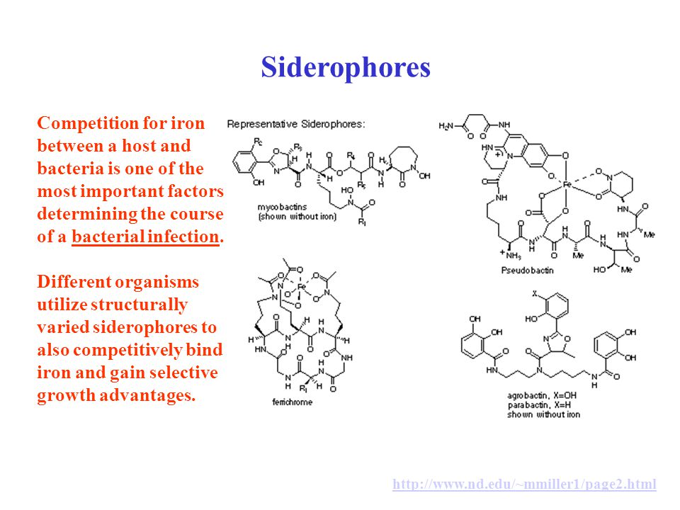Siderophores Competition for iron between a host and bacteria is one of the most important factors determining the course of a bacterial infection.