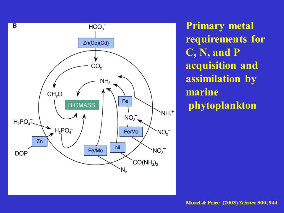Primary metal requirements for C, N, and P acquisition and assimilation by marine