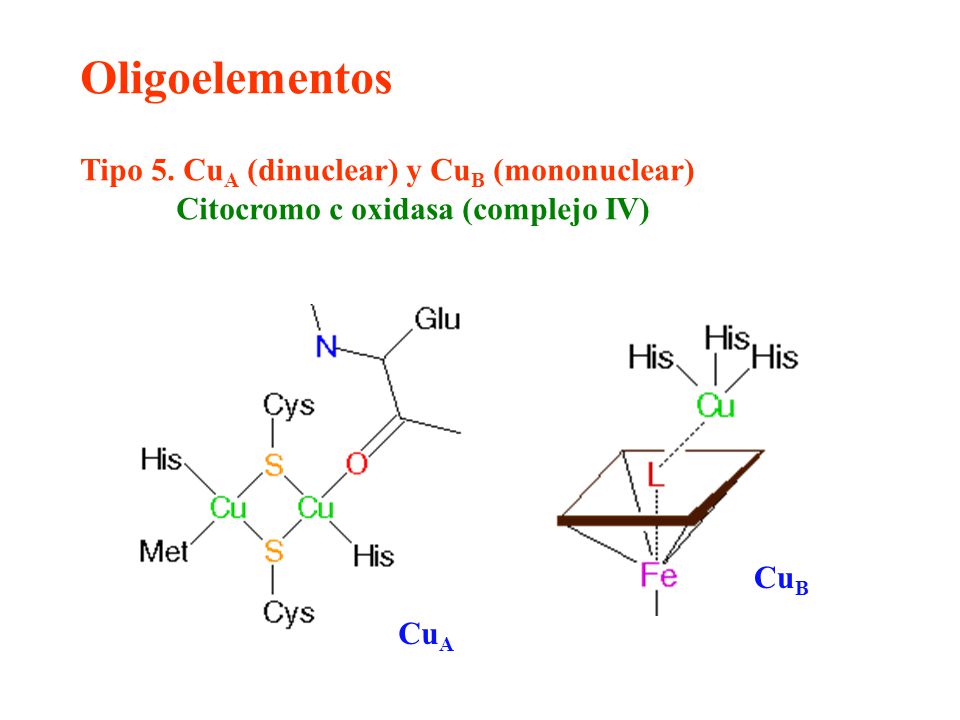 Oligoelementos Tipo 5. CuA (dinuclear) y CuB (mononuclear)
