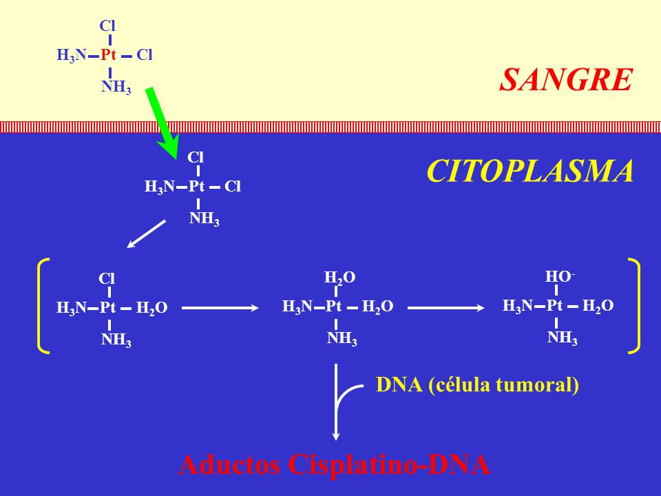 SANGRE CITOPLASMA Aductos Cisplatino-DNA DNA (célula tumoral) Cl H3N