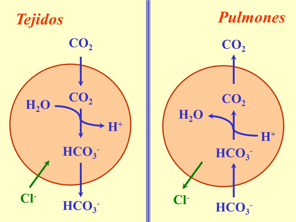 Pulmones Tejidos CO2 CO2 CO2 CO2 H2O H2O H+ H+ HCO3- HCO3- Cl- Cl-