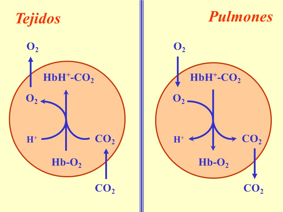 Pulmones Tejidos O2 O2 HbH+-CO2 HbH+-CO2 O2 O2 CO2 CO2 Hb-O2 Hb-O2 CO2