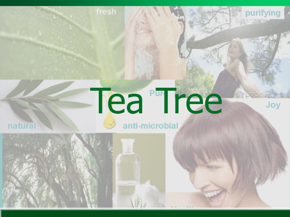 Tea Tree Lea una a una las frases de la presentación despacio y claramente. Refresca. Natural. Purifica.