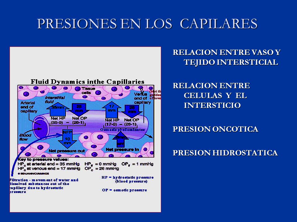 PRESIONES EN LOS CAPILARES