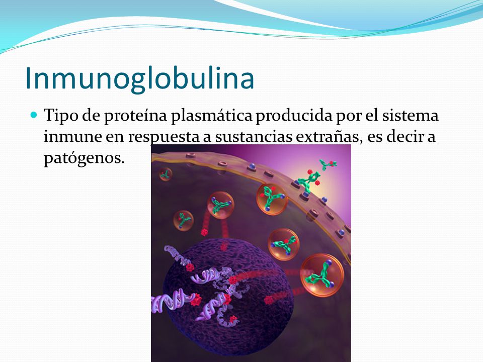 Inmunoglobulina Tipo de proteína plasmática producida por el sistema inmune en respuesta a sustancias extrañas, es decir a patógenos.