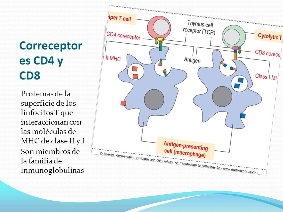 Correceptores CD4 y CD8 Proteínas de la superficie de los linfocitos T que interaccionan con las moléculas de MHC de clase II y I.