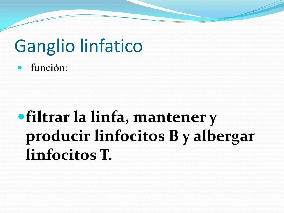 Ganglio linfatico función: filtrar la linfa, mantener y producir linfocitos B y albergar linfocitos T.