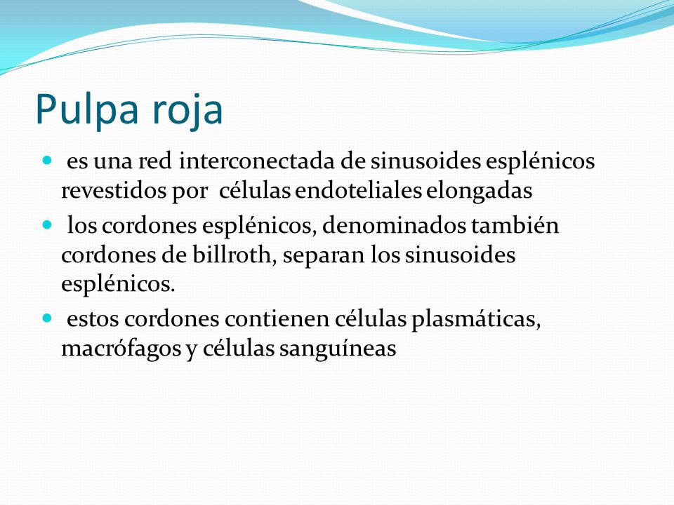 Pulpa roja es una red interconectada de sinusoides esplénicos revestidos por células endoteliales elongadas.
