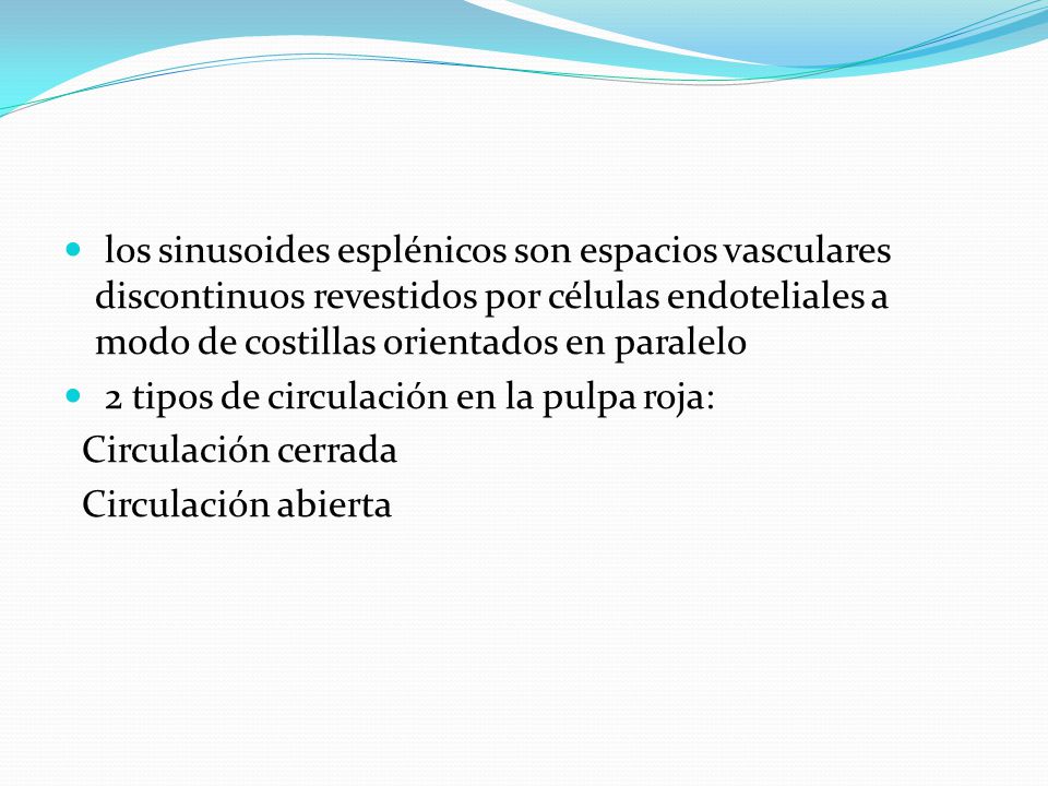 los sinusoides esplénicos son espacios vasculares discontinuos revestidos por células endoteliales a modo de costillas orientados en paralelo