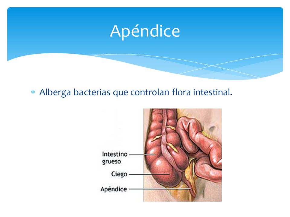 Apéndice Alberga bacterias que controlan flora intestinal.