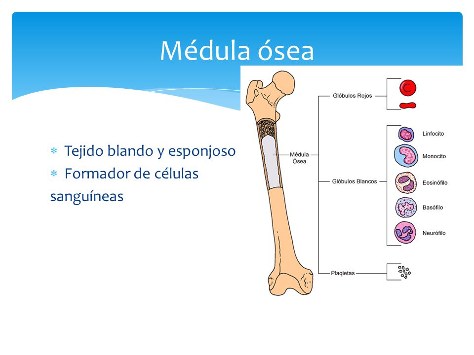 Médula ósea Tejido blando y esponjoso Formador de células sanguíneas