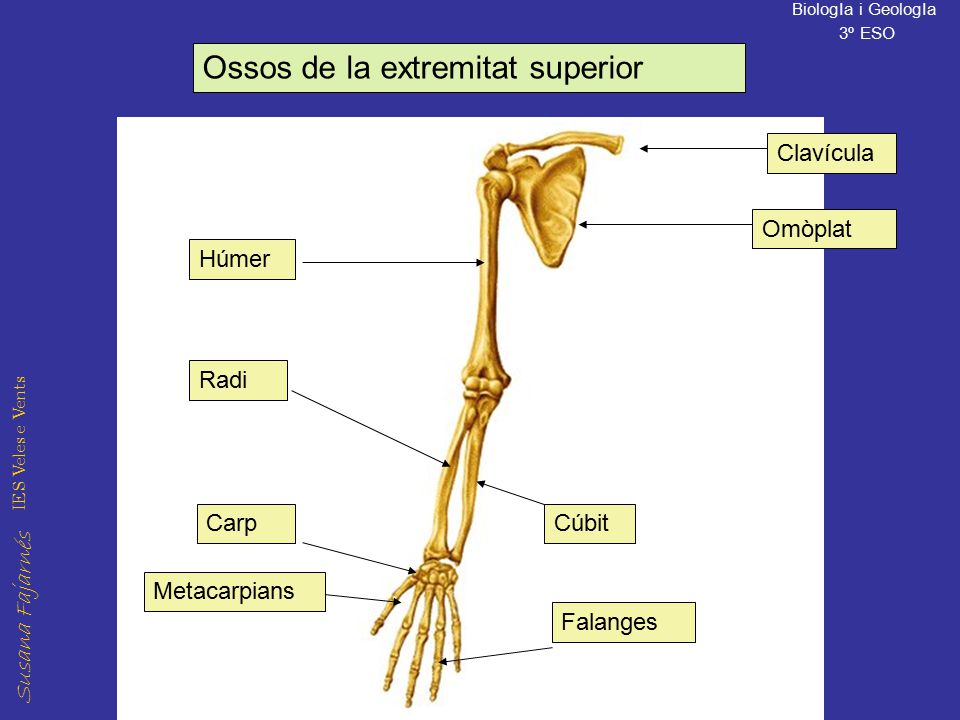 Ossos de la extremitat superior