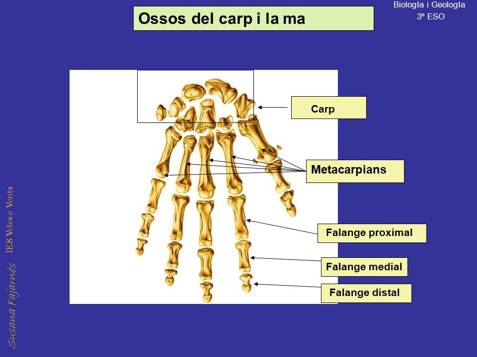Ossos del carp i la ma Metacarpians Carp Falange proximal