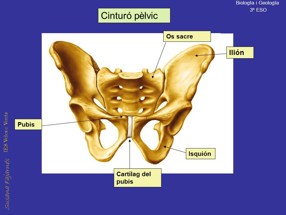 Cinturó pèlvic Os sacre Ilión Pubis Isquión Cartílag del pubis