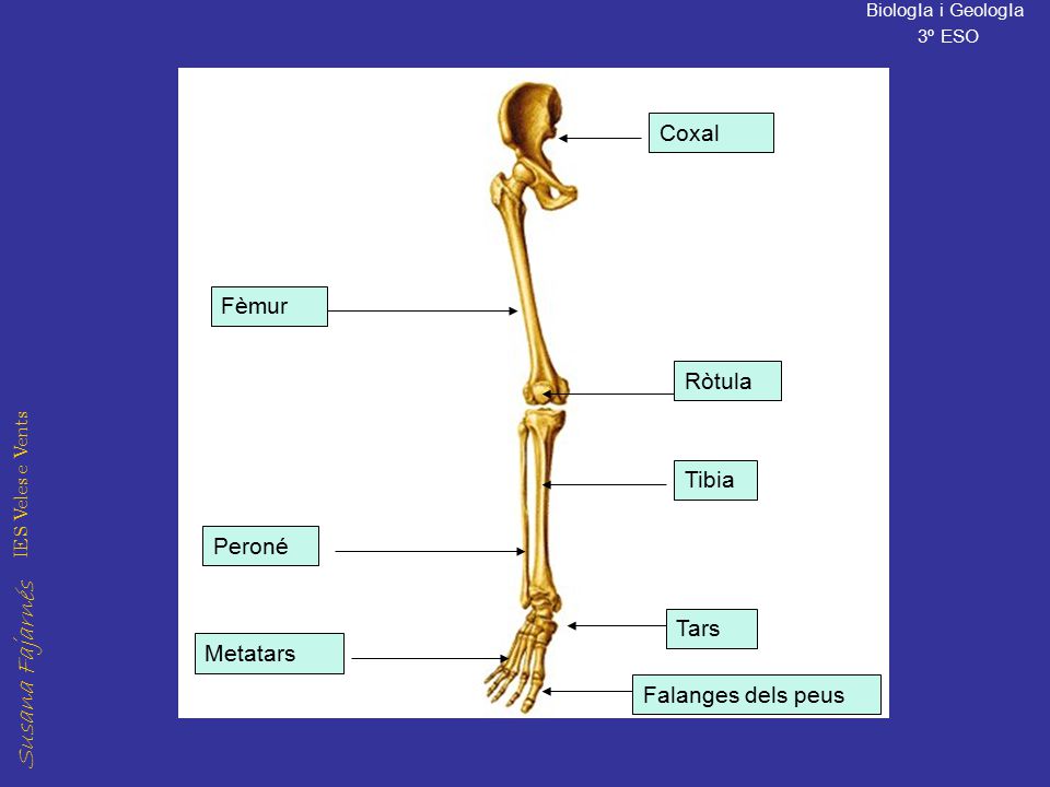 Coxal Fèmur Ròtula Tibia Peroné Tars Metatars Falanges dels peus