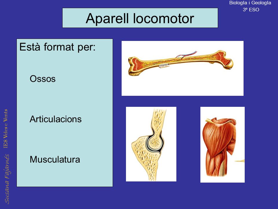 Aparell locomotor Està format per: Ossos Articulacions Musculatura