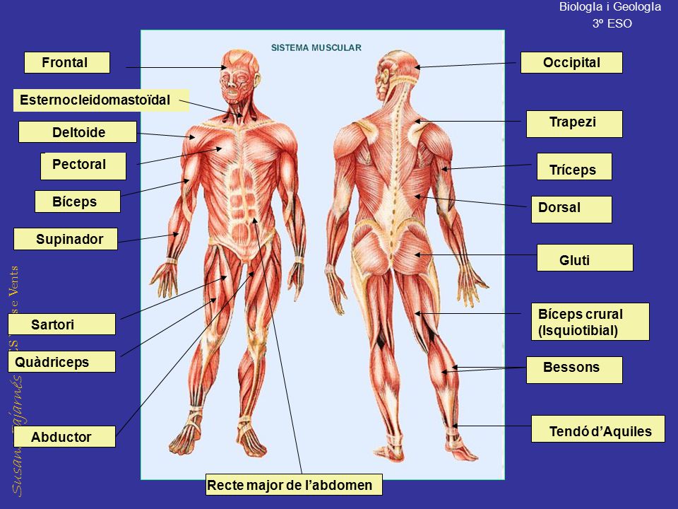 Frontal Occipital. Esternocleidomastoïdal. Trapezi. Deltoide. Pectoral. Tríceps. Bíceps. Dorsal.