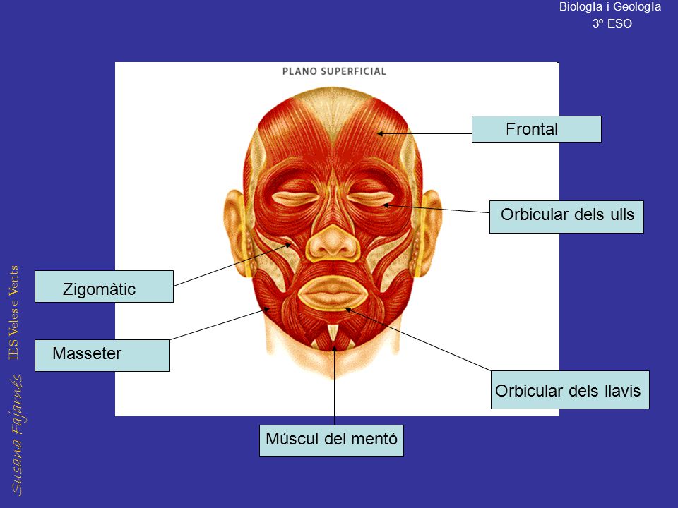 Frontal Orbicular dels ulls Zigomàtic Masseter Orbicular dels llavis Múscul del mentó