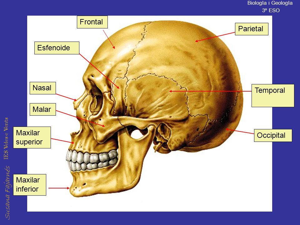 Frontal Parietal Esfenoide Nasal Temporal Malar Maxilar superior Occipital Maxilar inferior