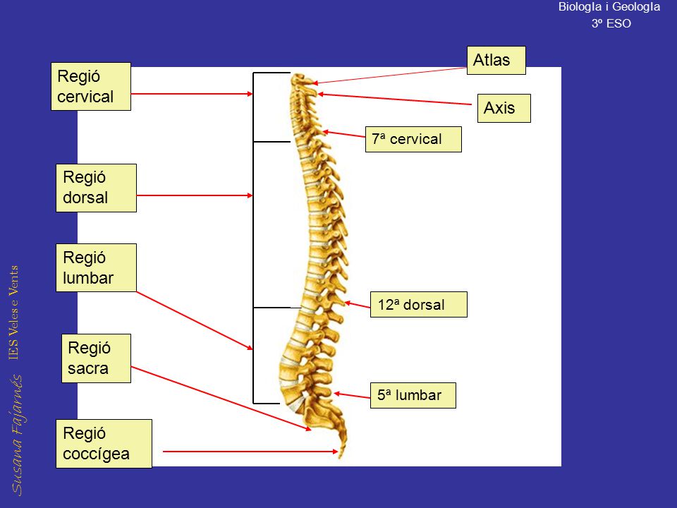 Atlas Regió cervical Axis Regió dorsal Regió lumbar Regió sacra