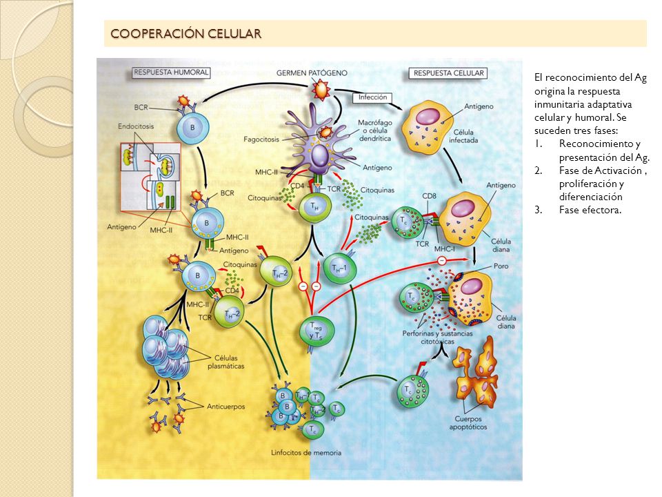 COOPERACIÓN CELULAR El reconocimiento del Ag origina la respuesta inmunitaria adaptativa celular y humoral. Se suceden tres fases: