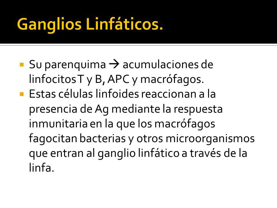 Ganglios Linfáticos. Su parenquima  acumulaciones de linfocitos T y B, APC y macrófagos.