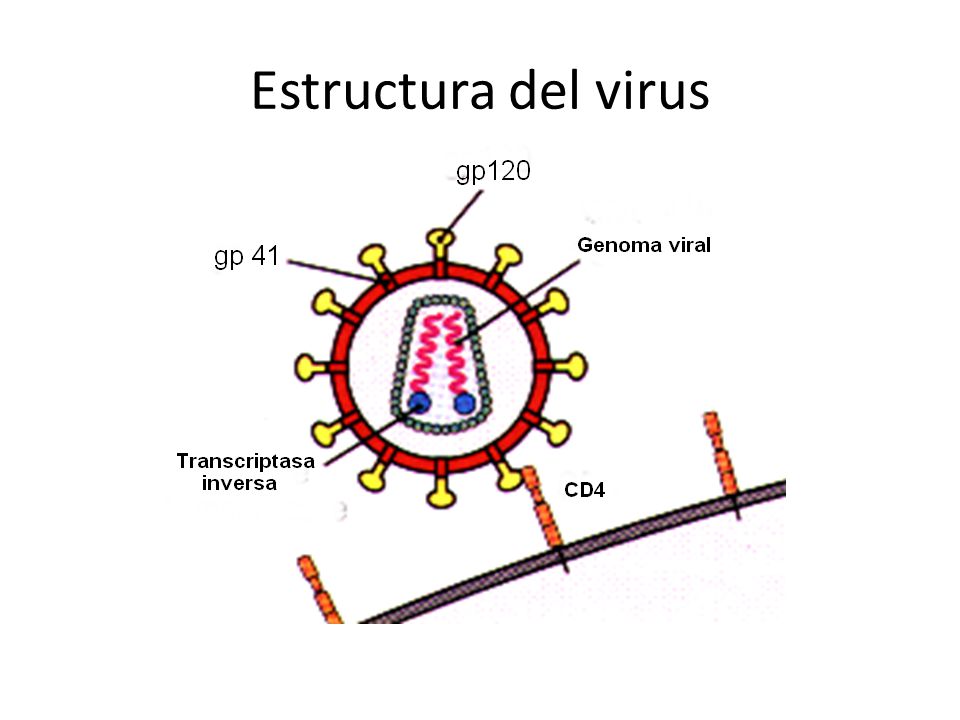 Estructura del virus