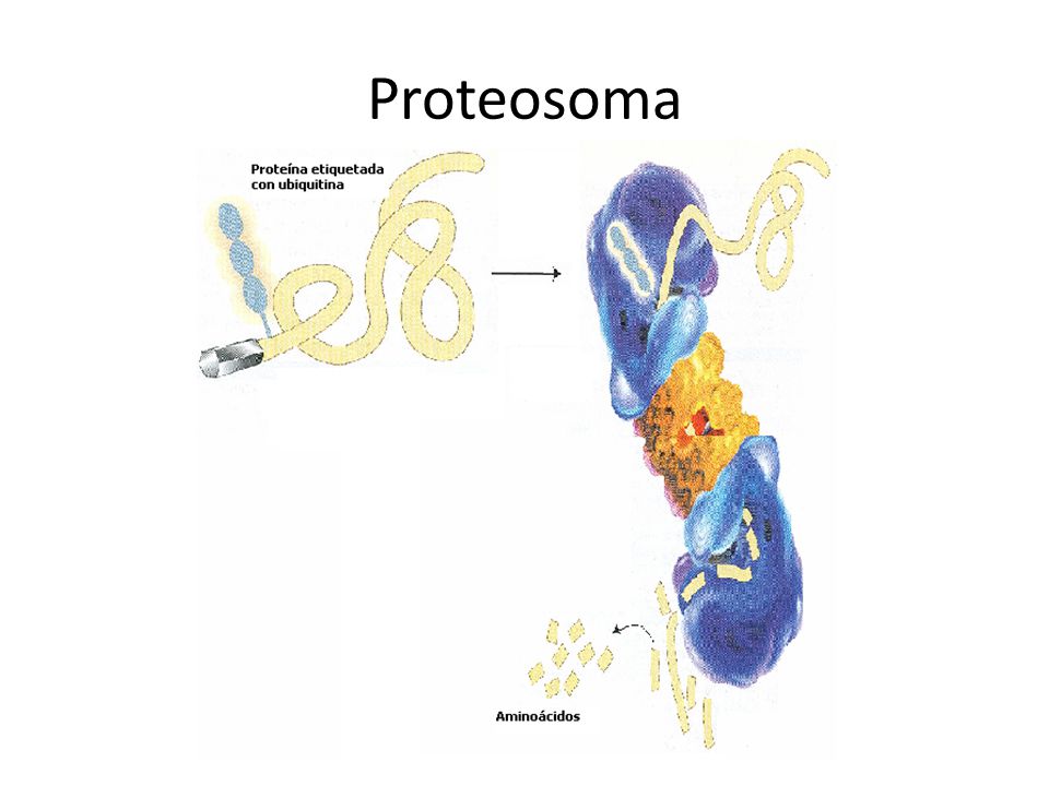 Proteosoma