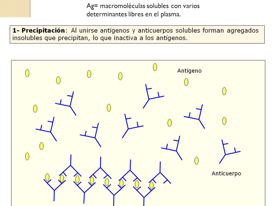 Ag= macromoléculas solubles con varios determinantes libres en el plasma.