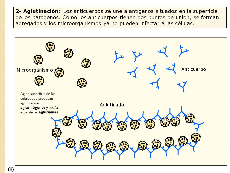 Ag en superficie de las células que provocan aglutinación: aglutinógenos y sus Ac específicos: aglutininas