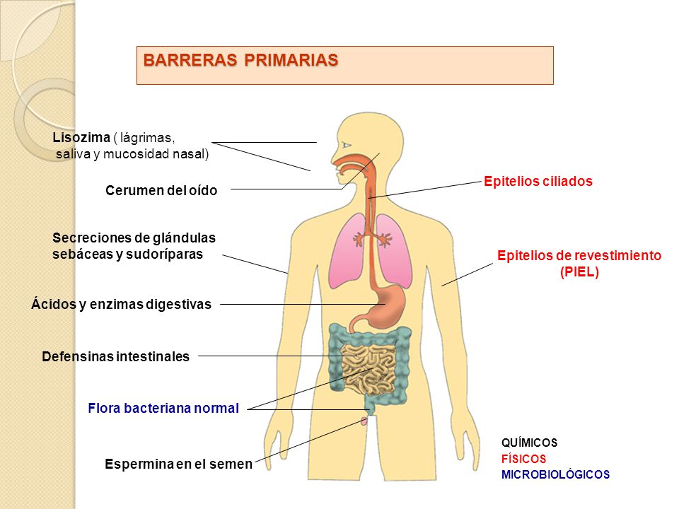 BARRERAS PRIMARIAS Lisozima ( lágrimas, saliva y mucosidad nasal)