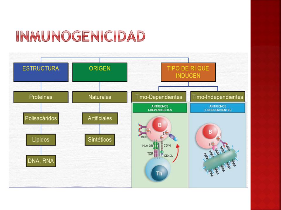 Inmunogenicidad