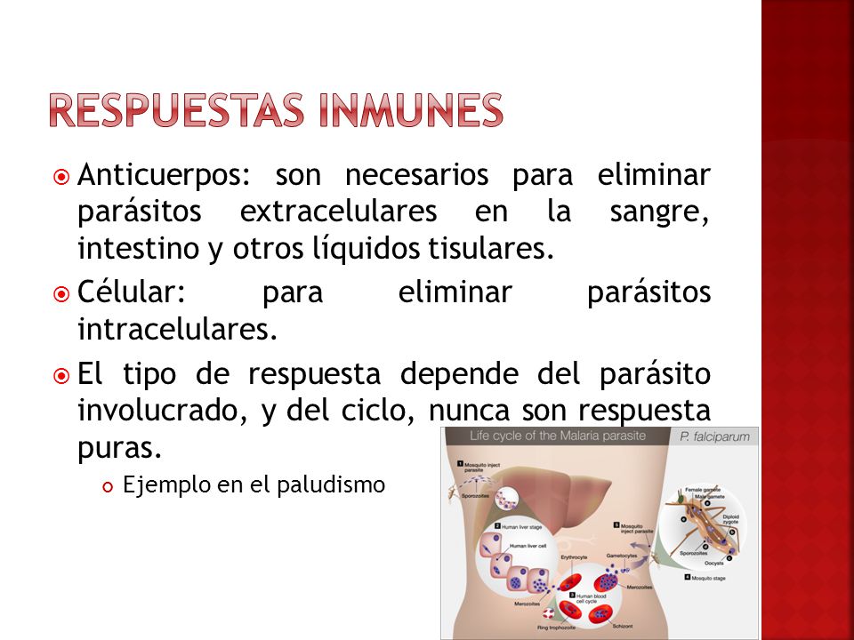 Respuestas inmunes Anticuerpos: son necesarios para eliminar parásitos extracelulares en la sangre, intestino y otros líquidos tisulares.