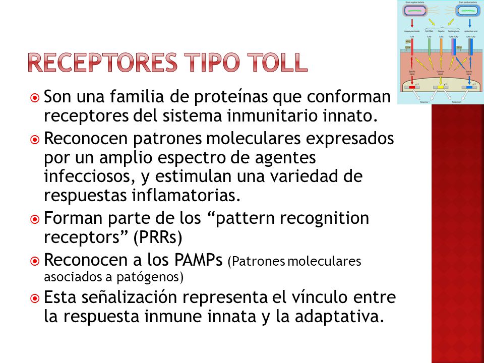 Receptores tipo toll Son una familia de proteínas que conforman receptores del sistema inmunitario innato.