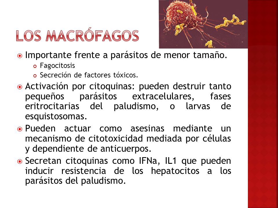 Los macrófagos Importante frente a parásitos de menor tamaño.