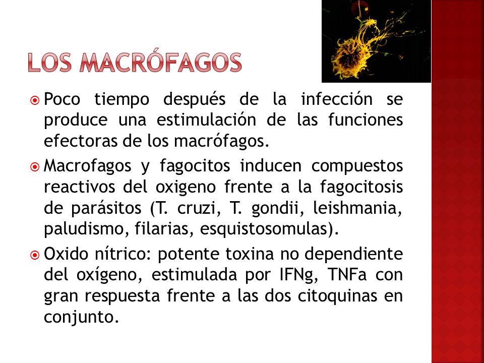 Los macrófagos Poco tiempo después de la infección se produce una estimulación de las funciones efectoras de los macrófagos.
