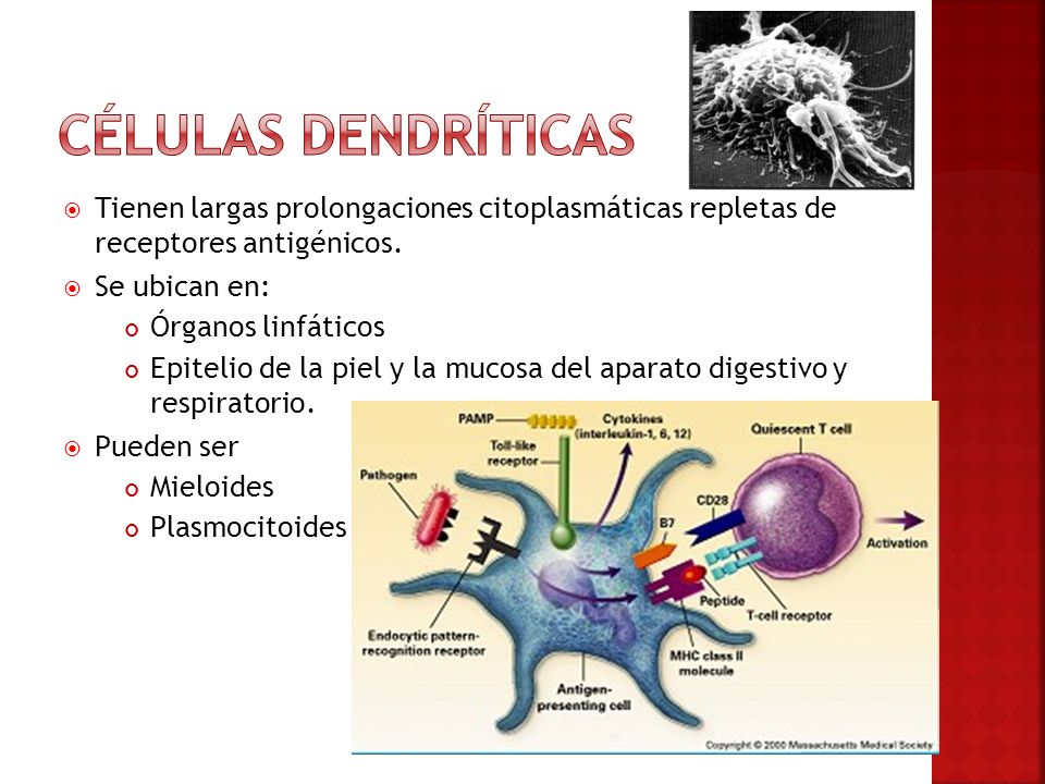 Células dendríticas Tienen largas prolongaciones citoplasmáticas repletas de receptores antigénicos.