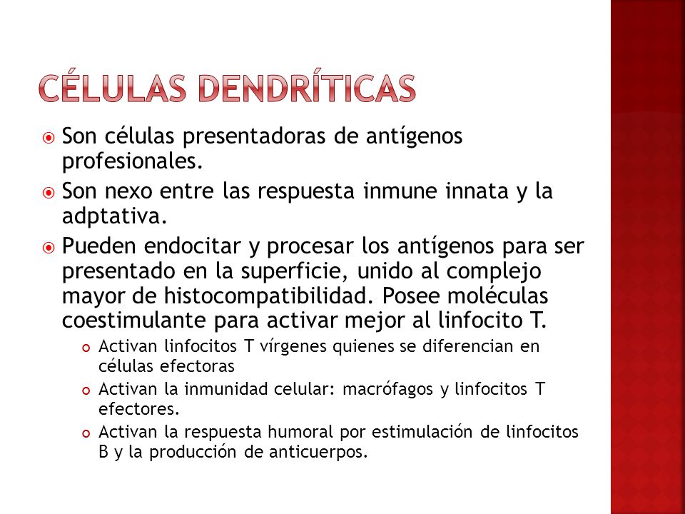 Células dendríticas Son células presentadoras de antígenos profesionales. Son nexo entre las respuesta inmune innata y la adptativa.