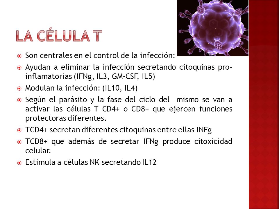 La célula T Son centrales en el control de la infección: