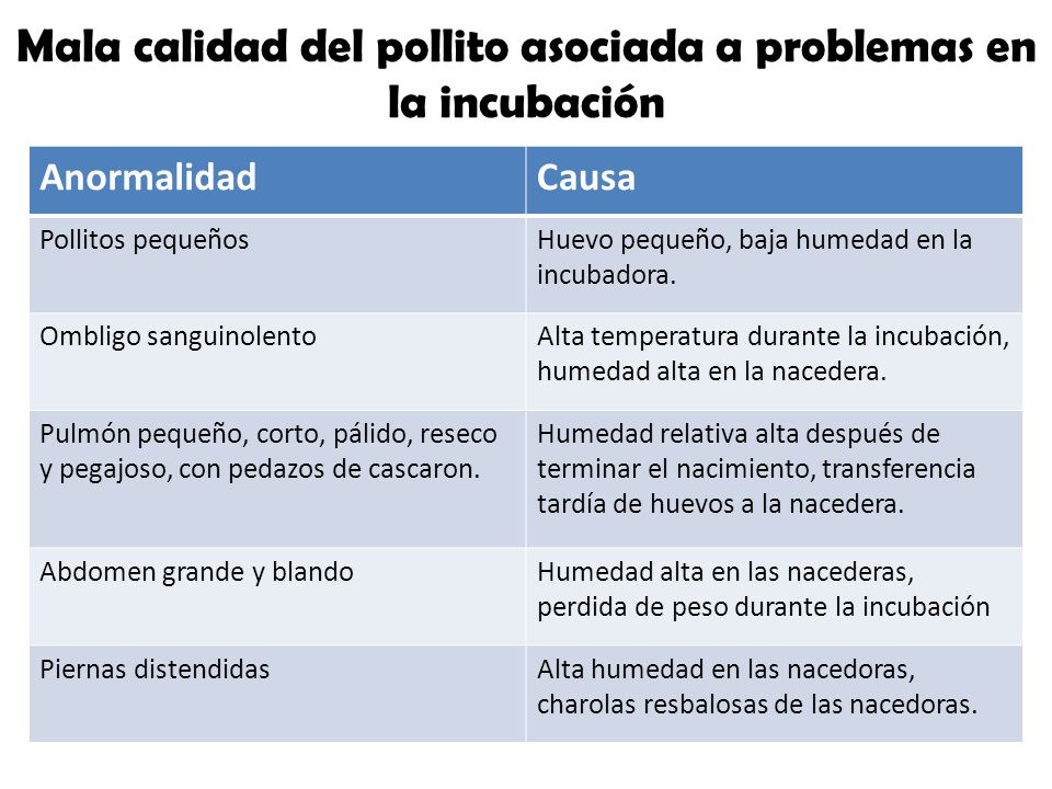 Mala calidad del pollito asociada a problemas en la incubación