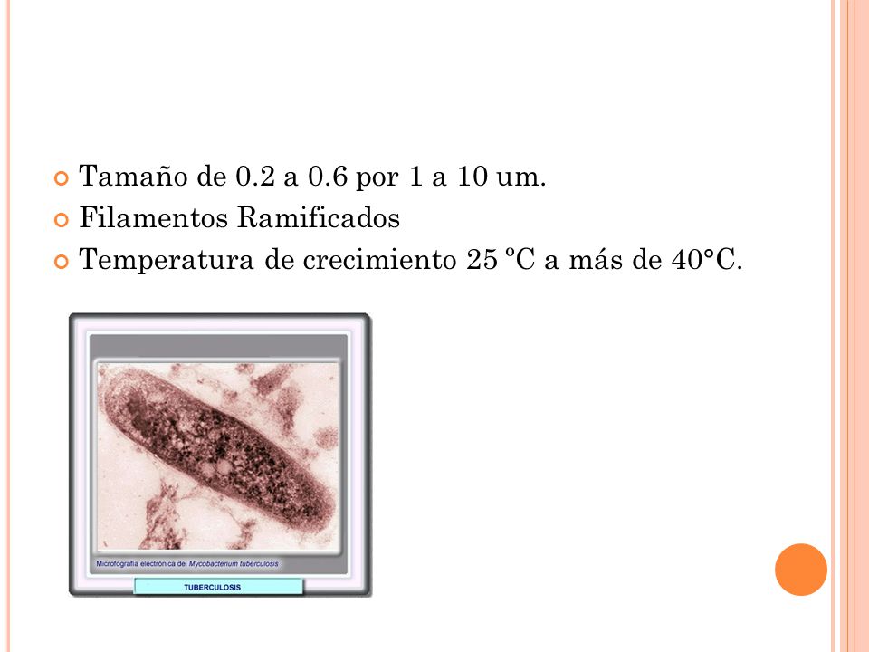 Tamaño de 0.2 a 0.6 por 1 a 10 um. Filamentos Ramificados.