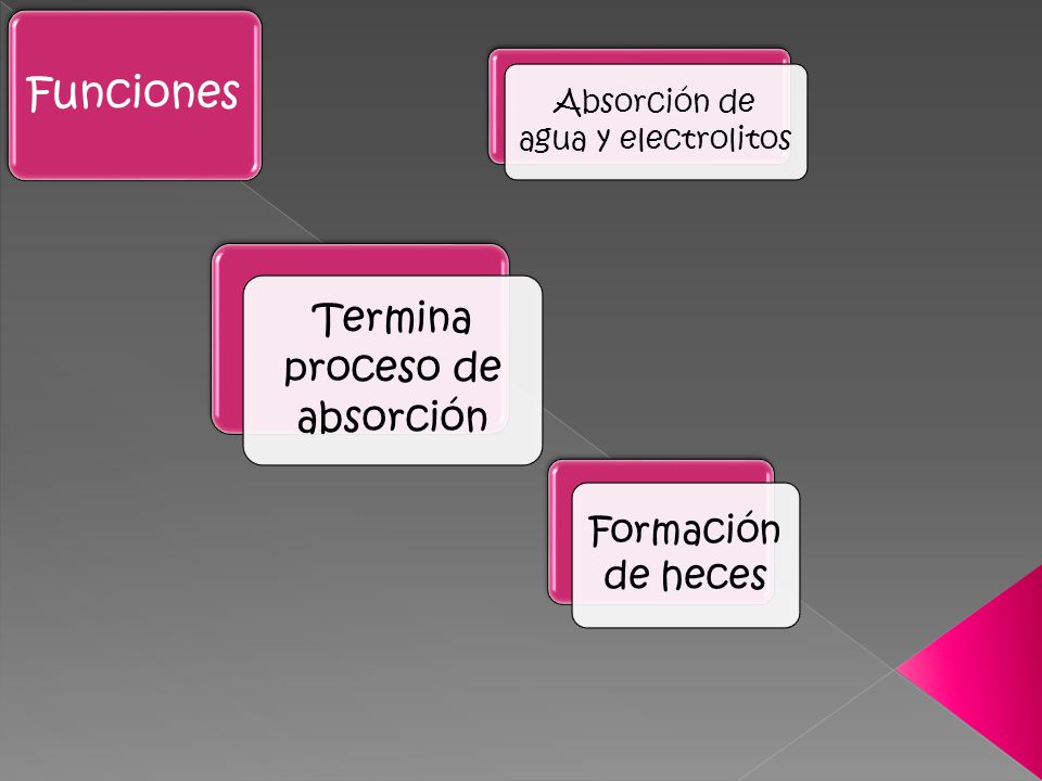 Funciones Termina proceso de absorción Formación de heces
