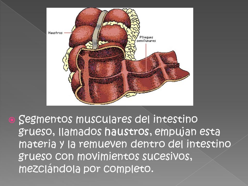 Segmentos musculares del intestino grueso, llamados haustros, empujan esta materia y la remueven dentro del intestino grueso con movimientos sucesivos, mezclándola por completo.