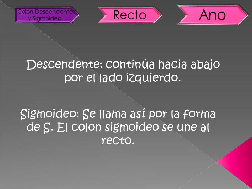 Ano Recto Descendente: continúa hacia abajo por el lado izquierdo.